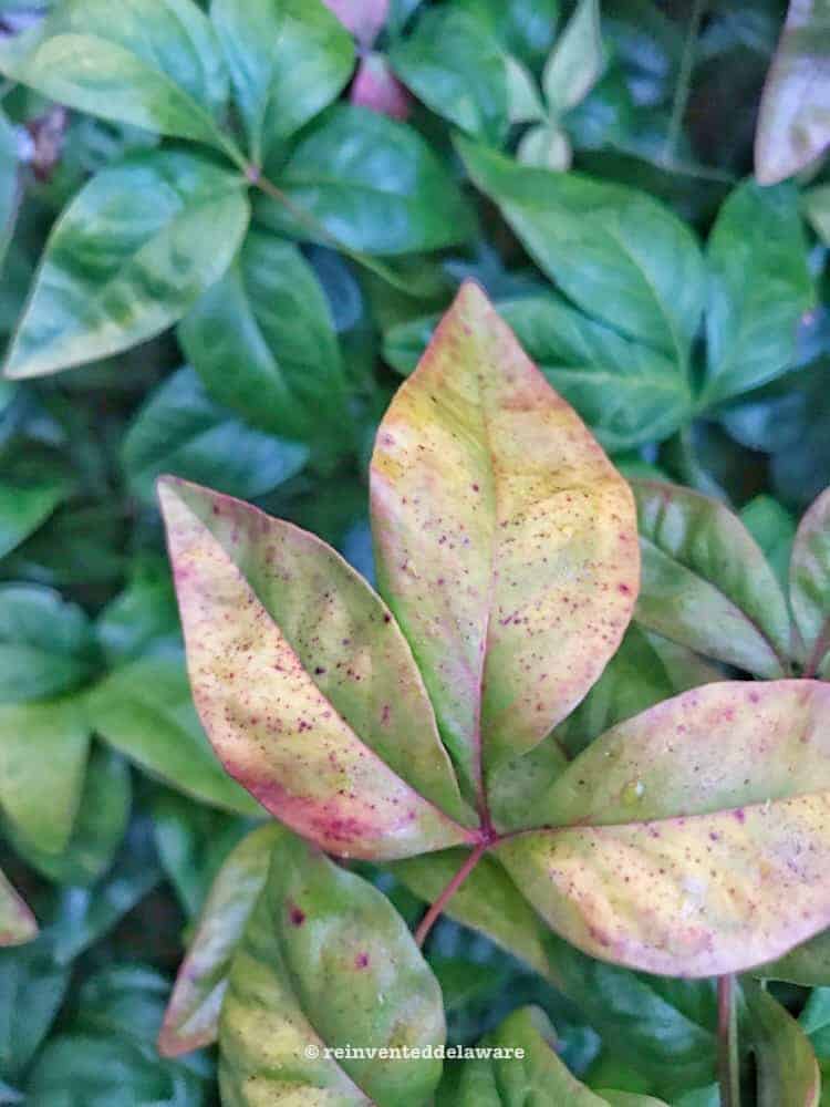 close up of leaves on shrubbery