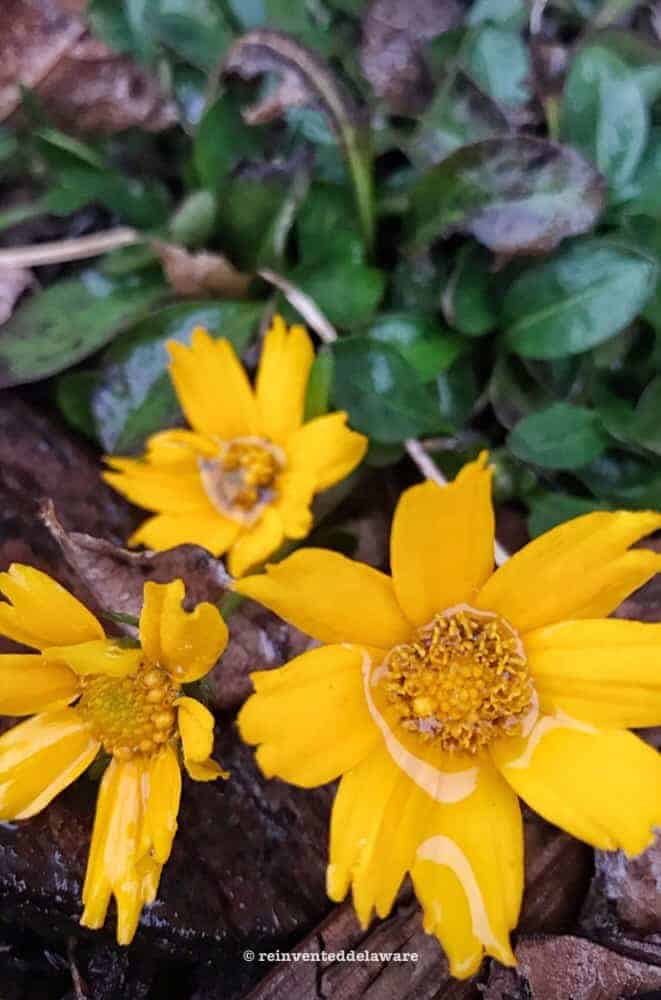 close up of coreopsis; stay home
