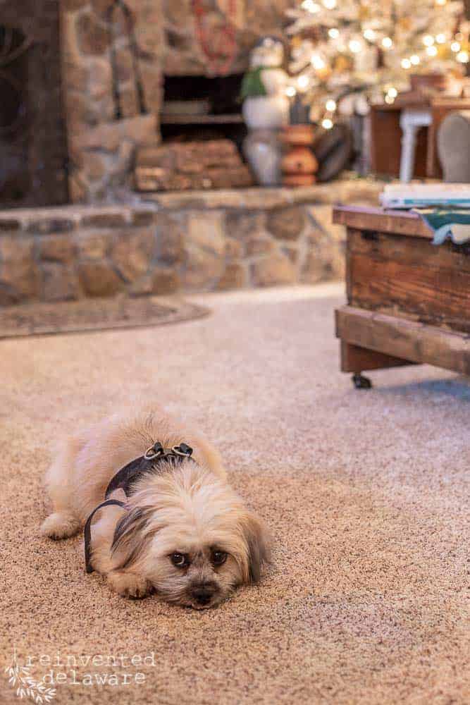 close up of cute Lhasa Apso doggie on living room floor with fireplace in background