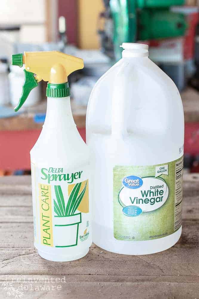 bottle of vinegar with a spray bottle sitting next to it.