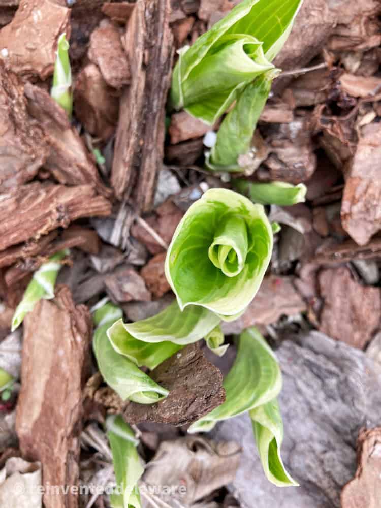 hosta plant emerging from ground
