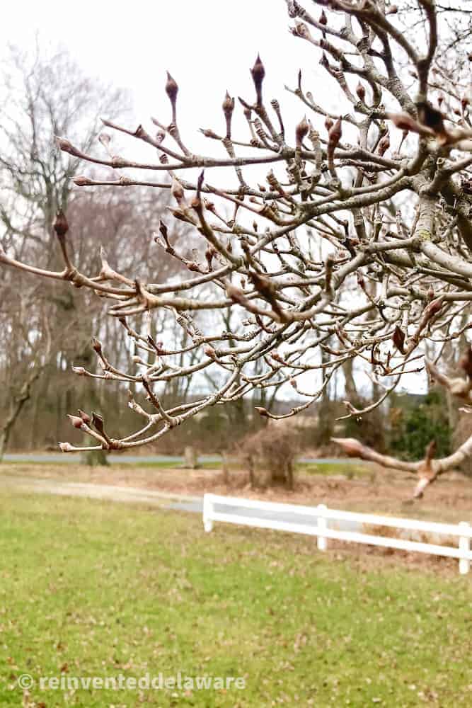 Close up view of a dogwood tree with small buds, green grass and white rail fence in the background.