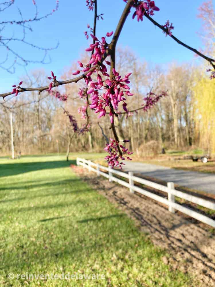 Spring blooms on a redbud tree.
