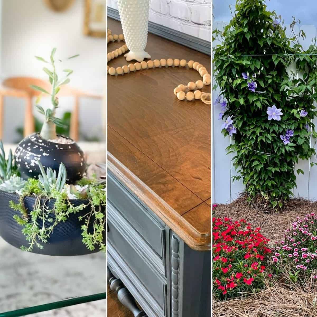 Collage of three images, succulent garden, furniture makeover, small garden.