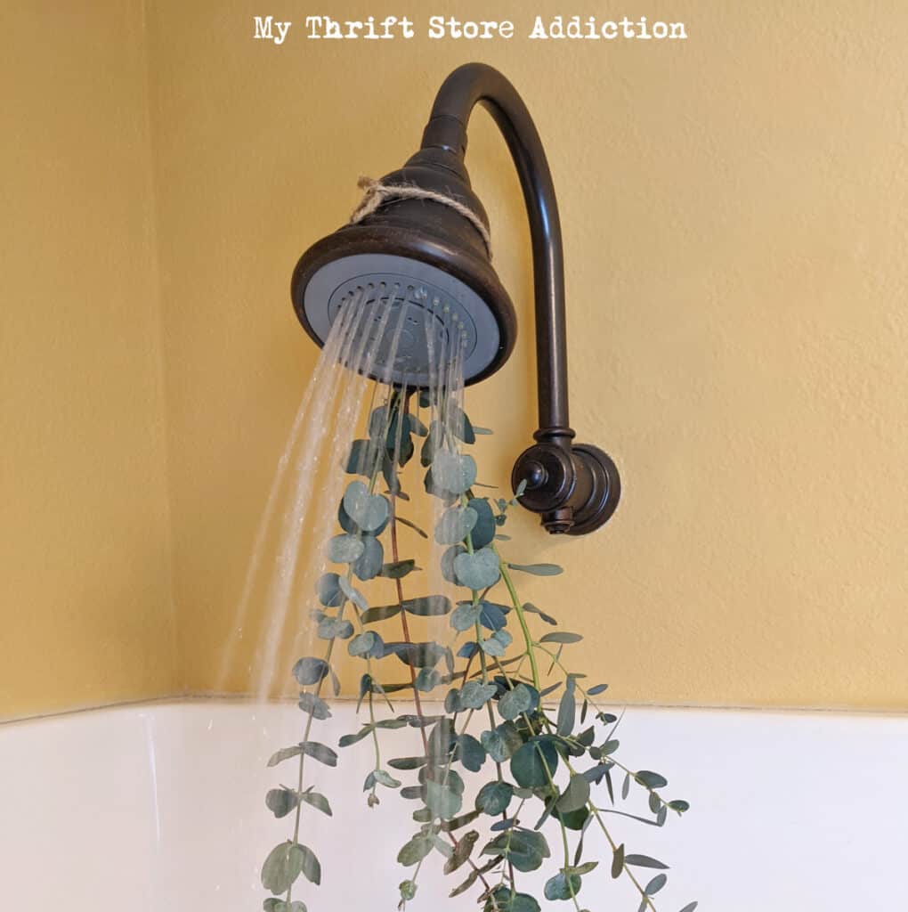 Shower head with eucalyptus attached for aromatics.