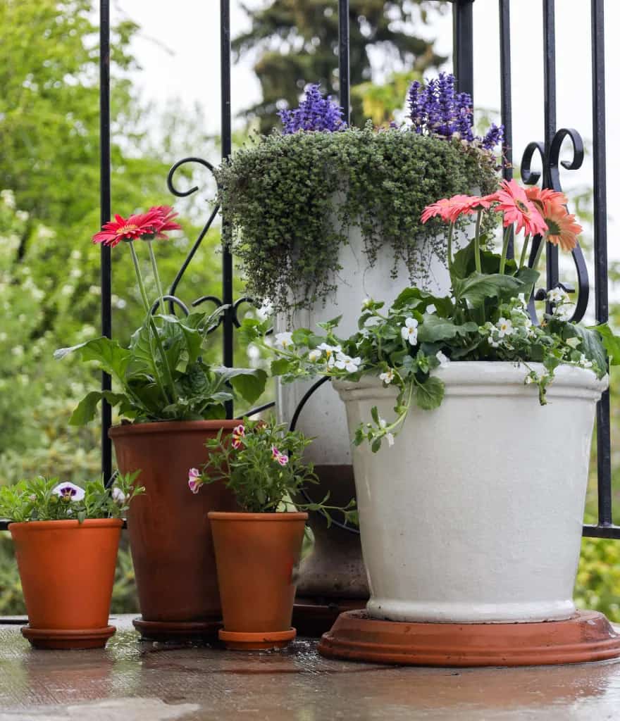 Potted plants on a patio for summer.
