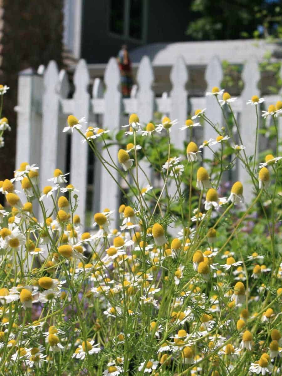a garden full of daisies
