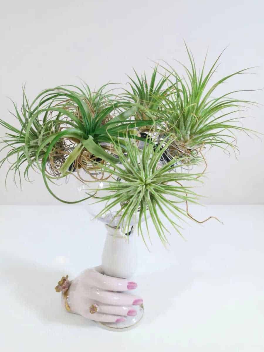 air plant container diy project