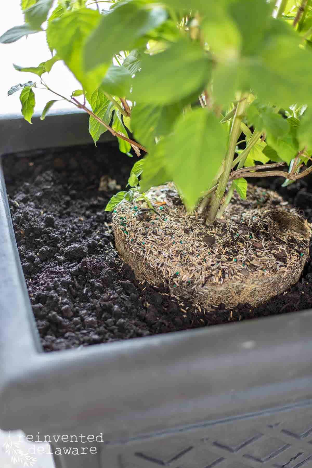 top of soil in an outdoor plant container garden