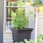 upcycled thrift store planter container painted black and hydrangea bush for a back patio