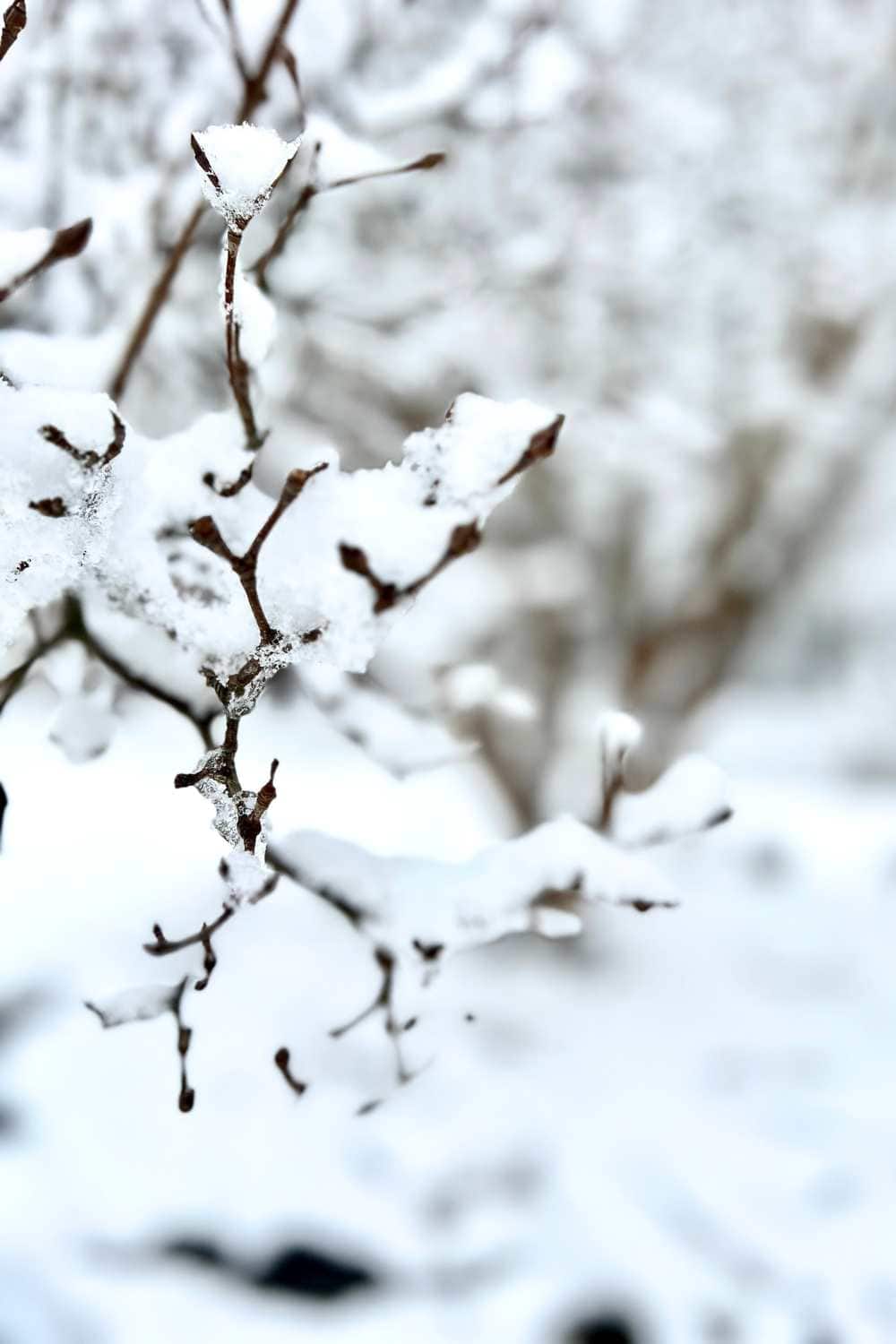 snow covered dogwood tree branch