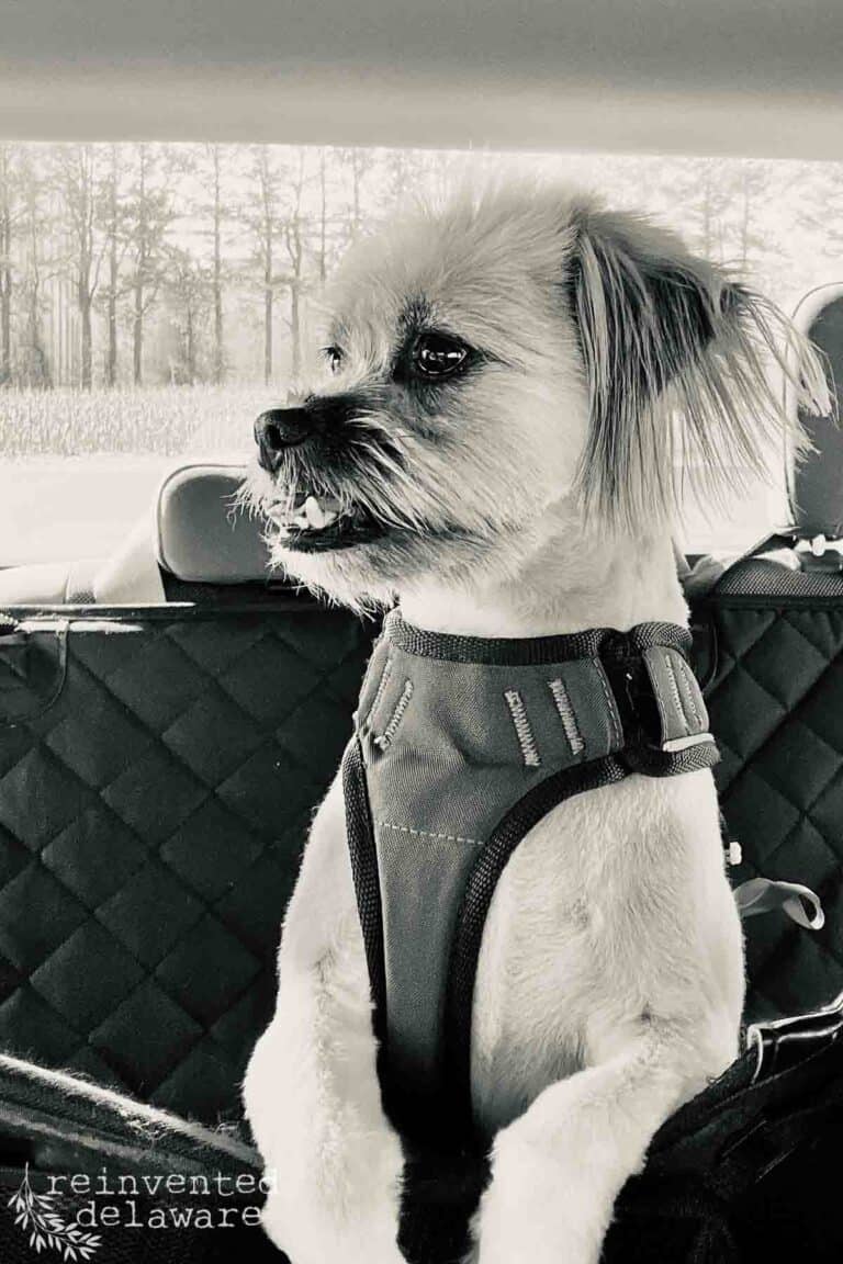 Weekend Shopping with My Friends in March