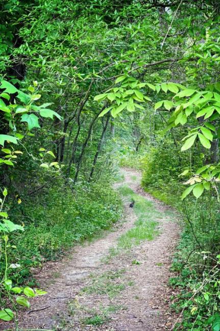 wooded trail with a bunny on the trail