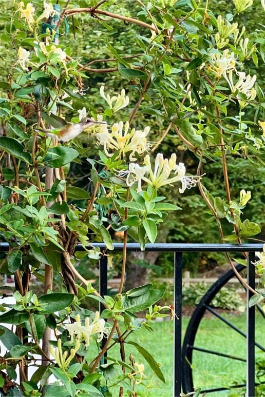 A lush honeysuckle vine with white and yellow blossoms climbs a black metal railing and posts in a garden. The background shows green foliage and a well-manicured lawn.
