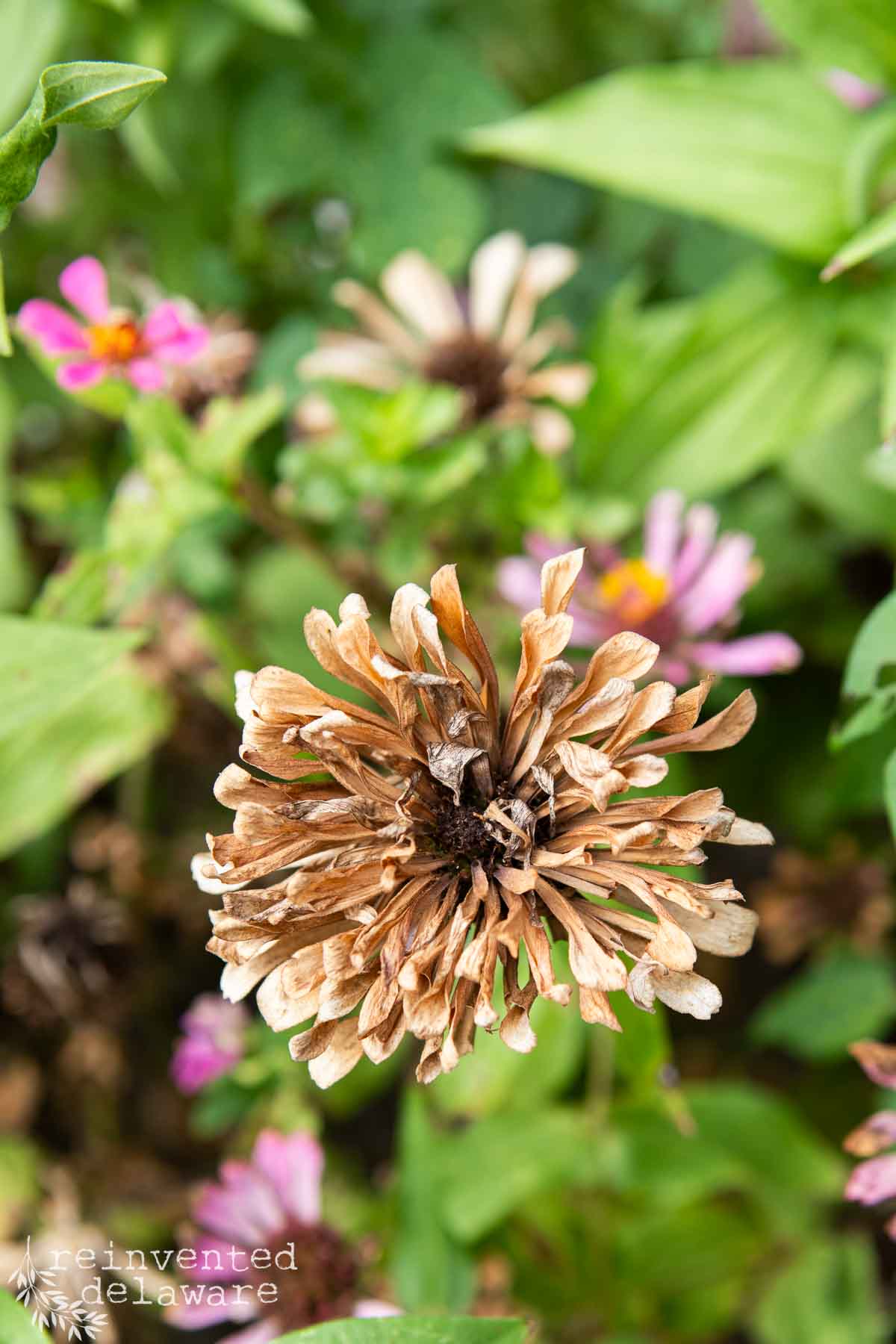 A close-up of a dried, brown zinnia flower in a garden with green leaves and some small, colorful flowers in the background. The bloom appears weathered and is surrounded by vibrant pink and yellow flowers. The text "reinventeddelaware" is visible in the bottom left corner.