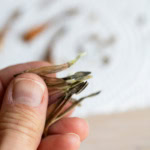 Close-up of a person's hand holding dried zinnia seed pods with one hand against a blurred background. The background includes scattered dried seed pods and a white textured surface. The bottom corner has a logo reading "reinvented delaware.