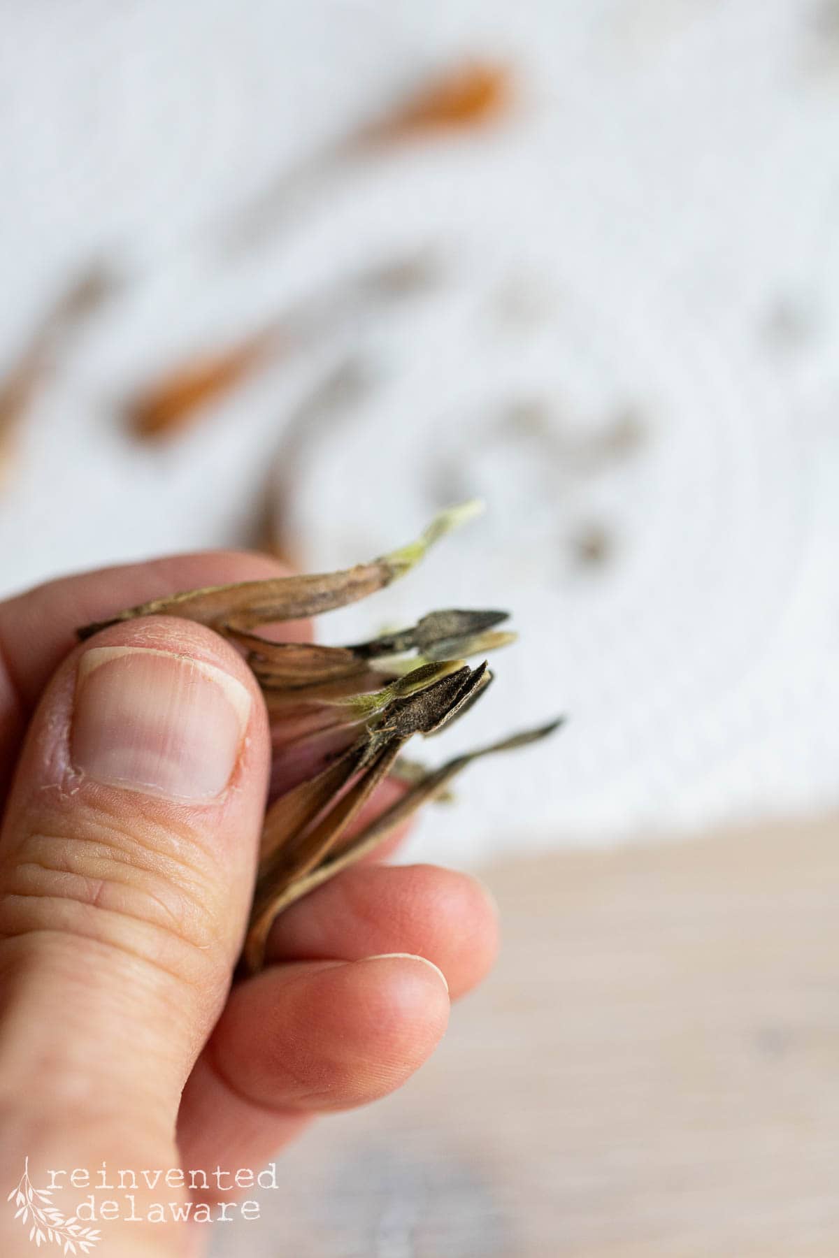 Close-up of a person's hand holding dried zinnia seed pods with one hand against a blurred background. The background includes scattered dried seed pods and a white textured surface. The bottom corner has a logo reading "reinvented delaware.