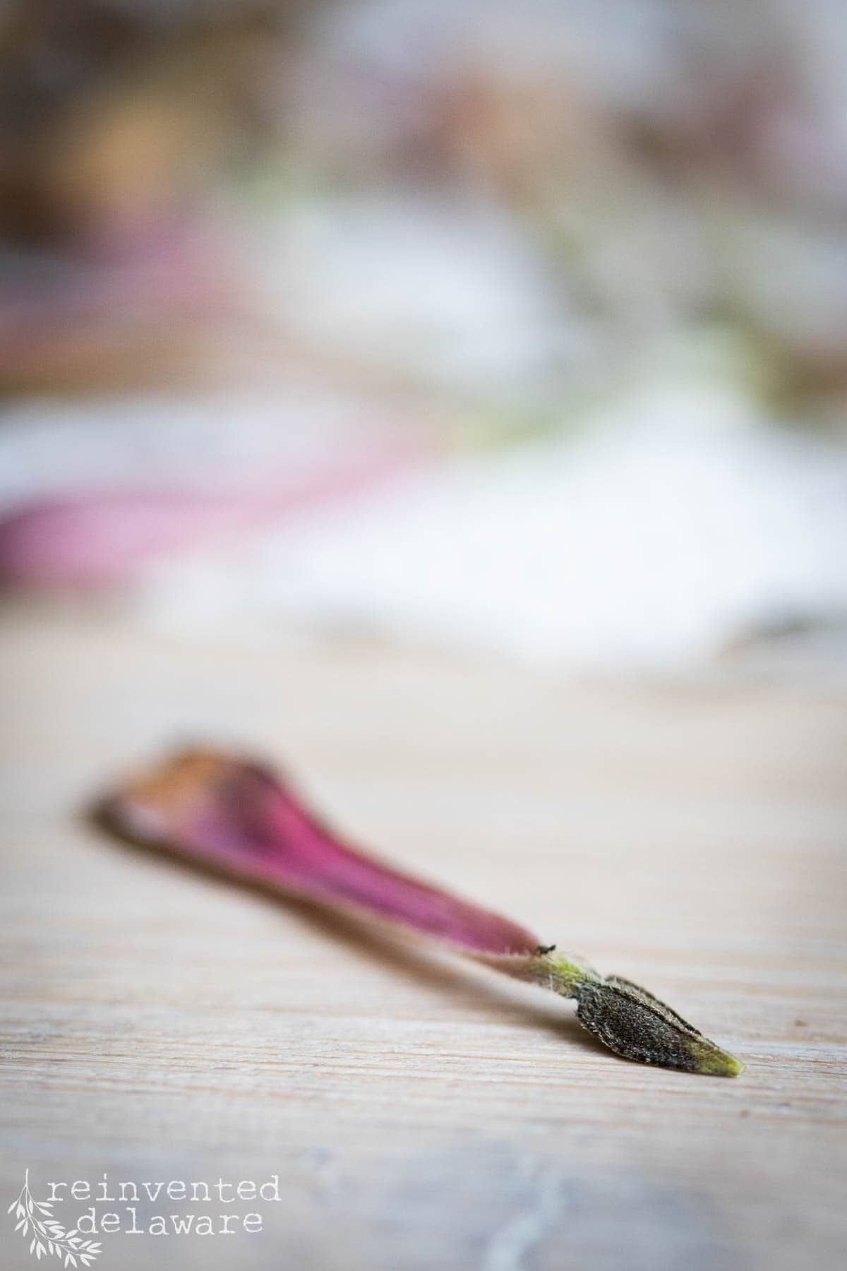 A single, dried flower petal lies on a wooden surface, slightly blurred in the background. The petal is mostly pink, fading to brown at the edges, with a green stem and seed attached. The bottom-left corner reads "reinvented delaware" with a small decorative leaf.