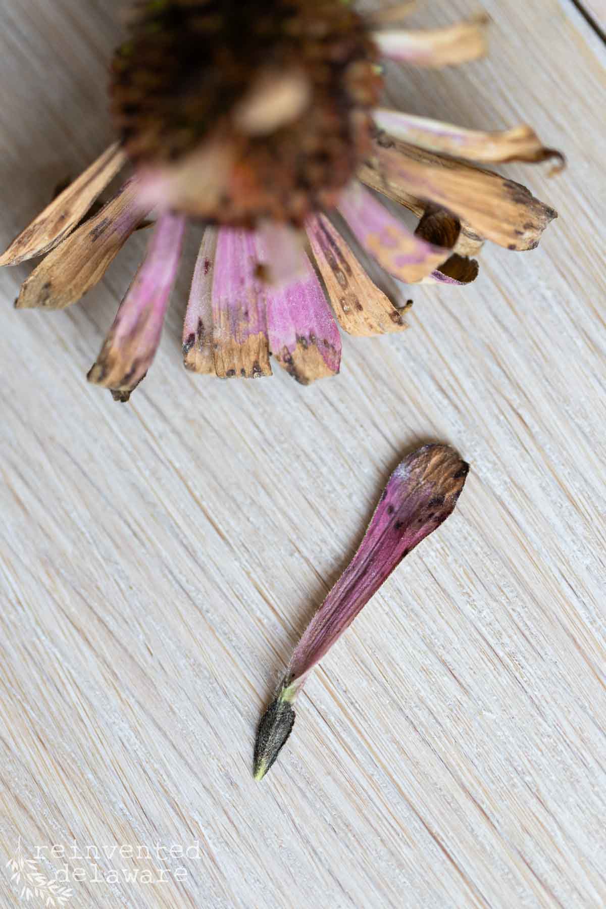 Close-up of a faded, dried zinnia flower with brown and pink petals lying on a light-colored wooden surface. Below the flower, a single detached petal is also shown showing the seed ready for harvest. The text "reinvented delaware" is partially visible at the bottom left corner.