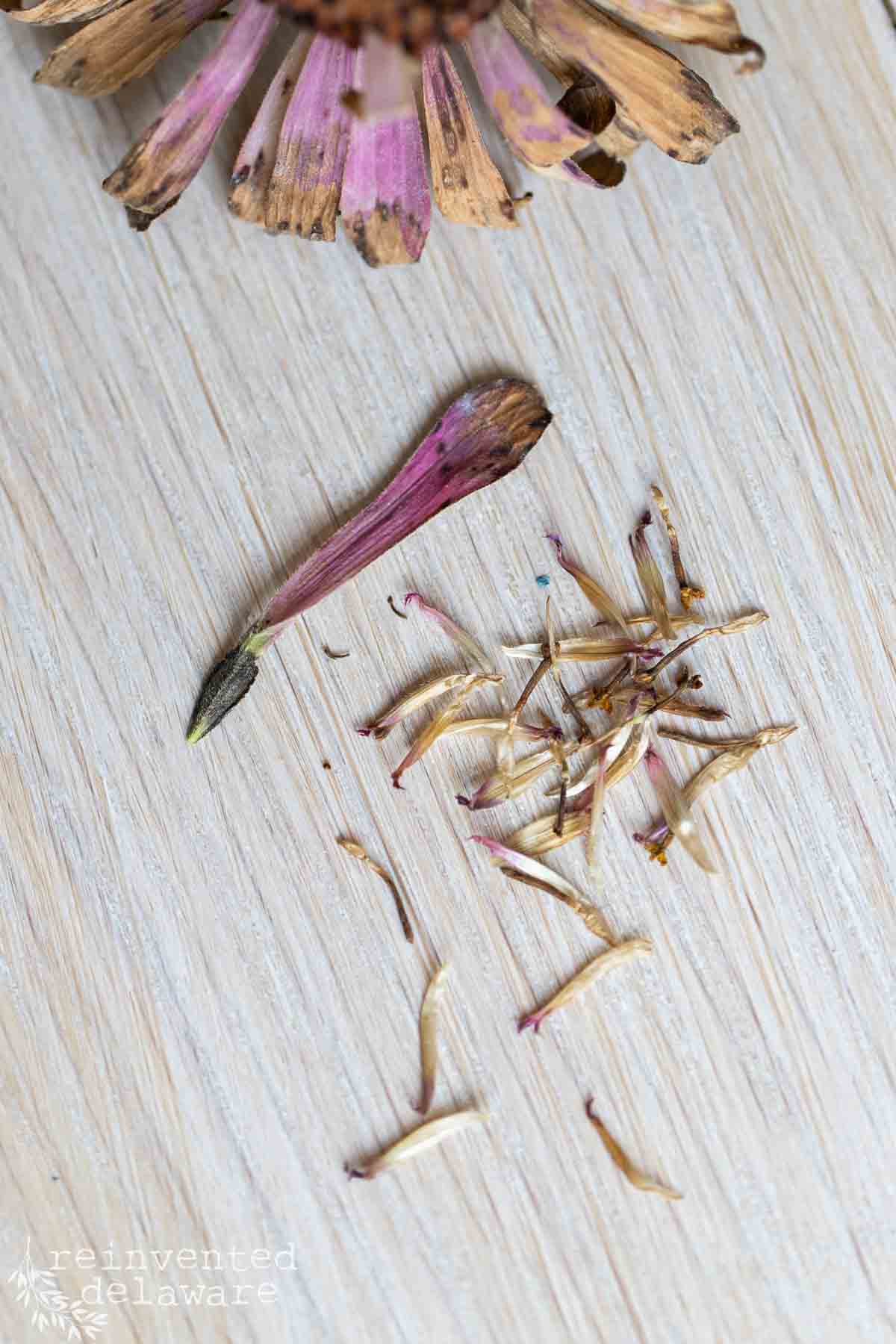 A dired pink zinnia flower rests on a light wooden surface. A single dried zinnia petal lies next to a small pile of scattered, thin chaff and additional dried petal remnants. The background is minimalistic, highlighting the delicate details of the dried zinnia seed ready for harvest.