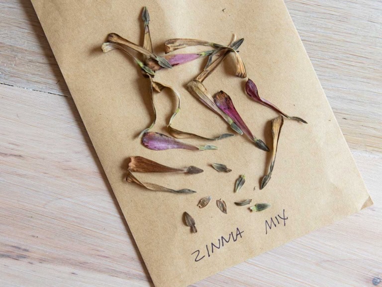 A brown paper envelope labeled "ZINNIA MIX" contains dried zinnia flower petals and seeds scattered across the surface. The envelope and contents lie on a light wooden surface.