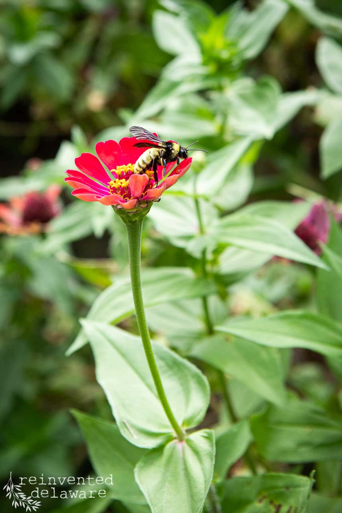 A black and yellow striped bee gathers nectar from a vibrant red zinnia flower. The flower stands tall with green leaves in the background. The image is marked with the "reinvented delaware" logo in the bottom left corner.