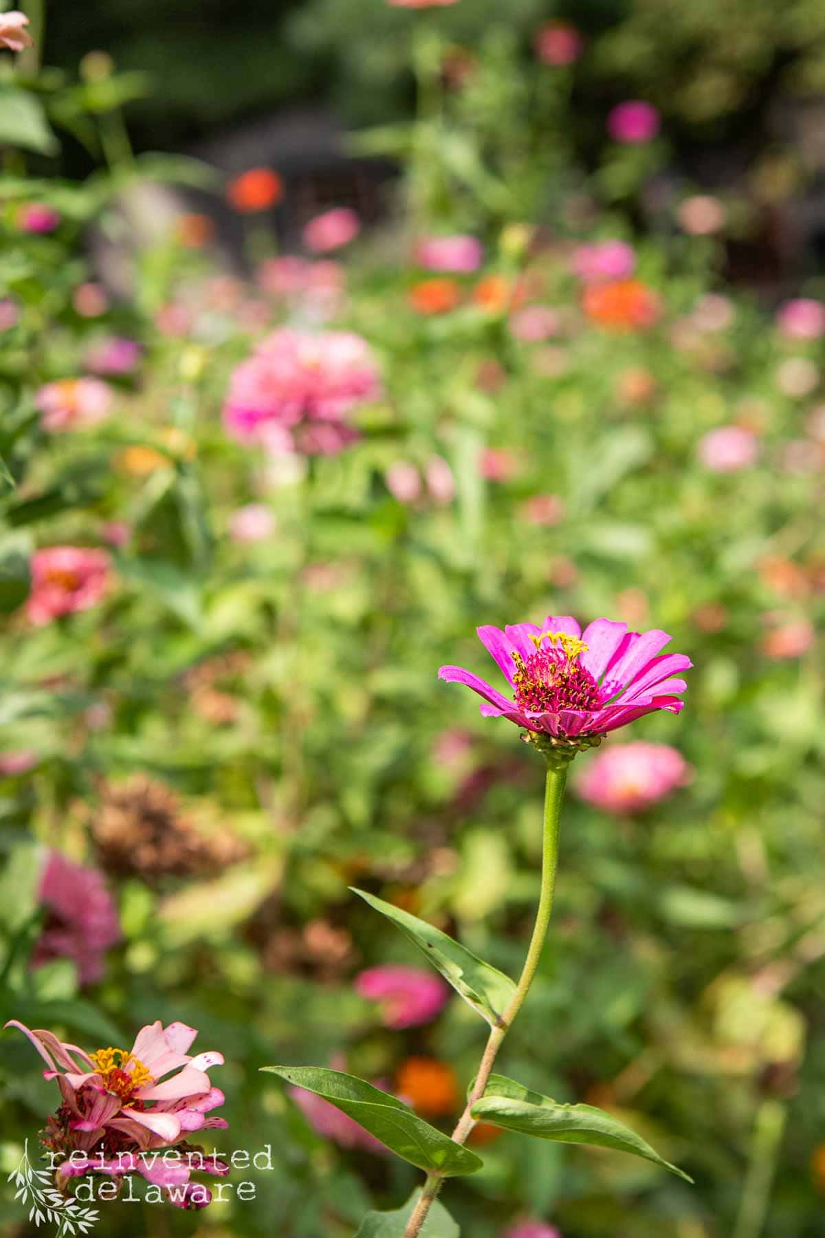 A vibrant garden filled with pink zinnia flowers in various stages of bloom. A prominent pink zinnia stands tall in the foreground, with blurred greenery and more pink flowers providing a colorful background. The lower-left corner has the text "reinvented delaware.