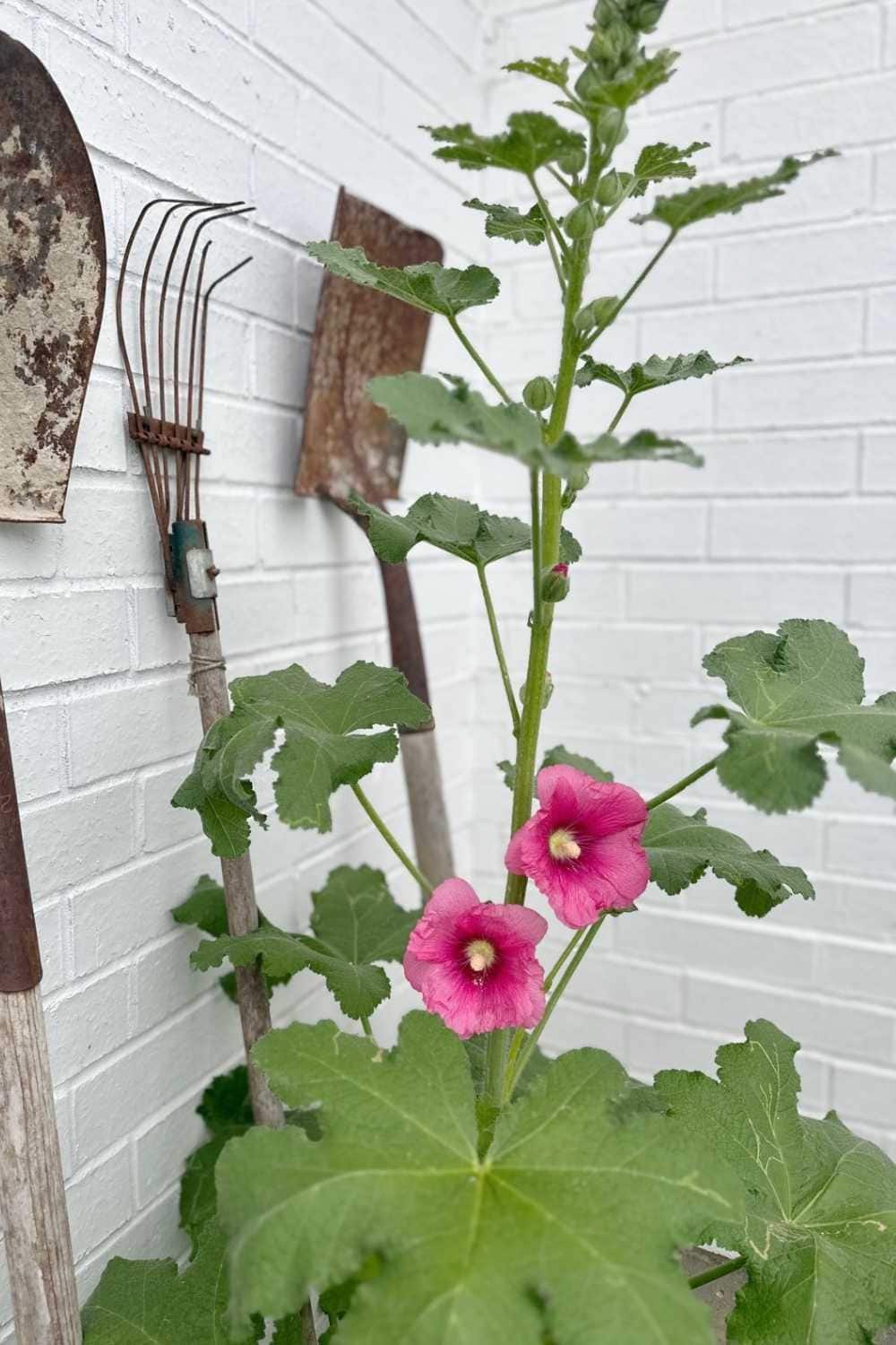 A tall plant with large green leaves and two vibrant pink hollyhock flowers stands against a white brick wall. Behind the plant are three rustic garden tools, including a spade, a fork, and a shovel—perfect for when it's time to harvest zinnia seeds.