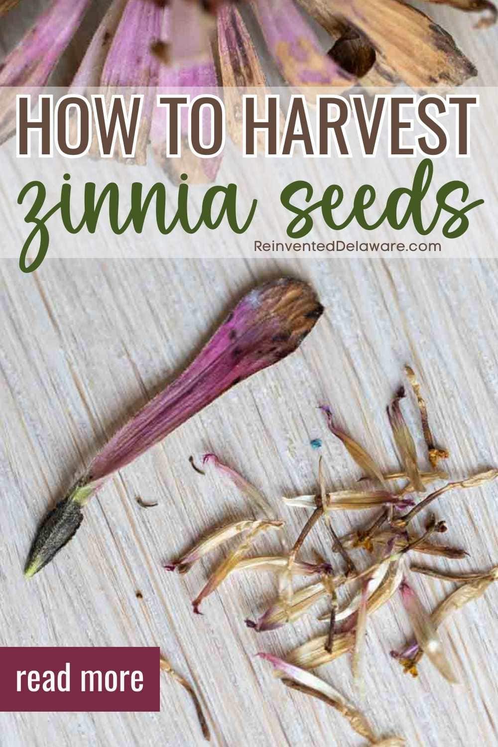 A close-up of harvested zinnia seeds and dried flower parts on a wooden surface. The top of the image shows a bunch of zinnia seeds still attached to dried petals, and an individual set of seeds and petals is displayed below. Text reads "How to Harvest Zinnia Seeds.