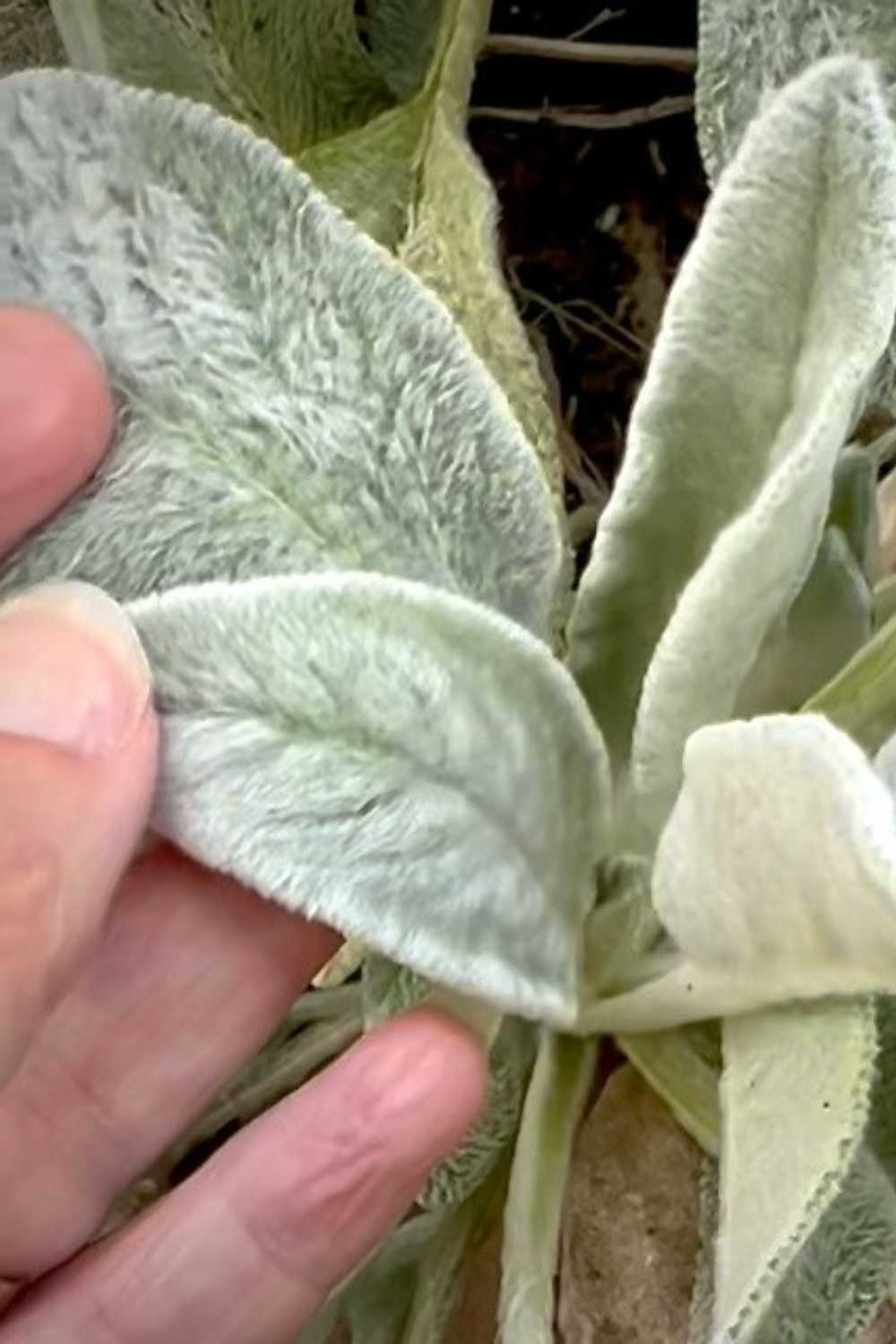 A close-up of a person gently holding a soft, velvety, grey-green leaf from a lamb's ear plant. The thick, fuzzy texture of the leaf contrasts with the smooth skin of the person's hand. Nearby, another hand is busy preparing to harvest zinnia seeds, adding an air of tranquility to the scene.