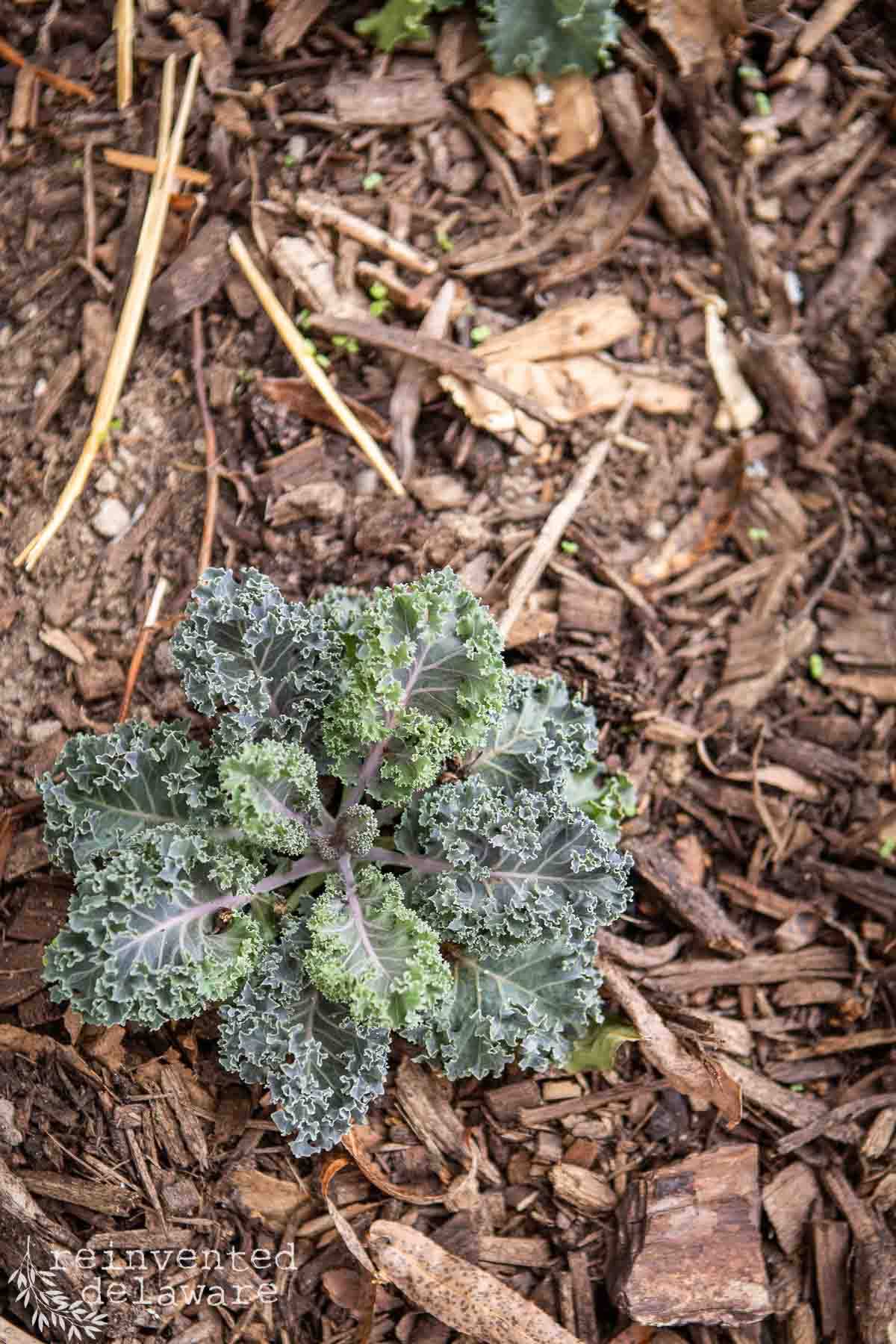 A young kale plant with curly green leaves grows in a mulched garden bed. The soil is covered with small pieces of wood and plant debris. The kale plant is centered in the image, showing healthy, vibrant foliage.