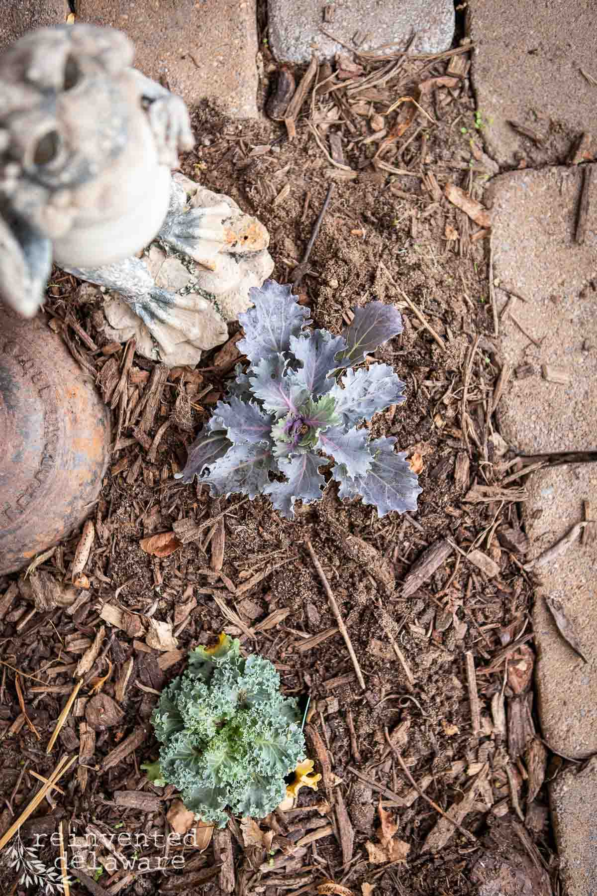 A top view of a small garden patch with decorative mulch and edging stones. Two ornamental cabbage plants, one green and one with purple-tinged leaves, are planted in the soil. Adjacent to the plants is a small, decorative statue of an animal, partially visible.