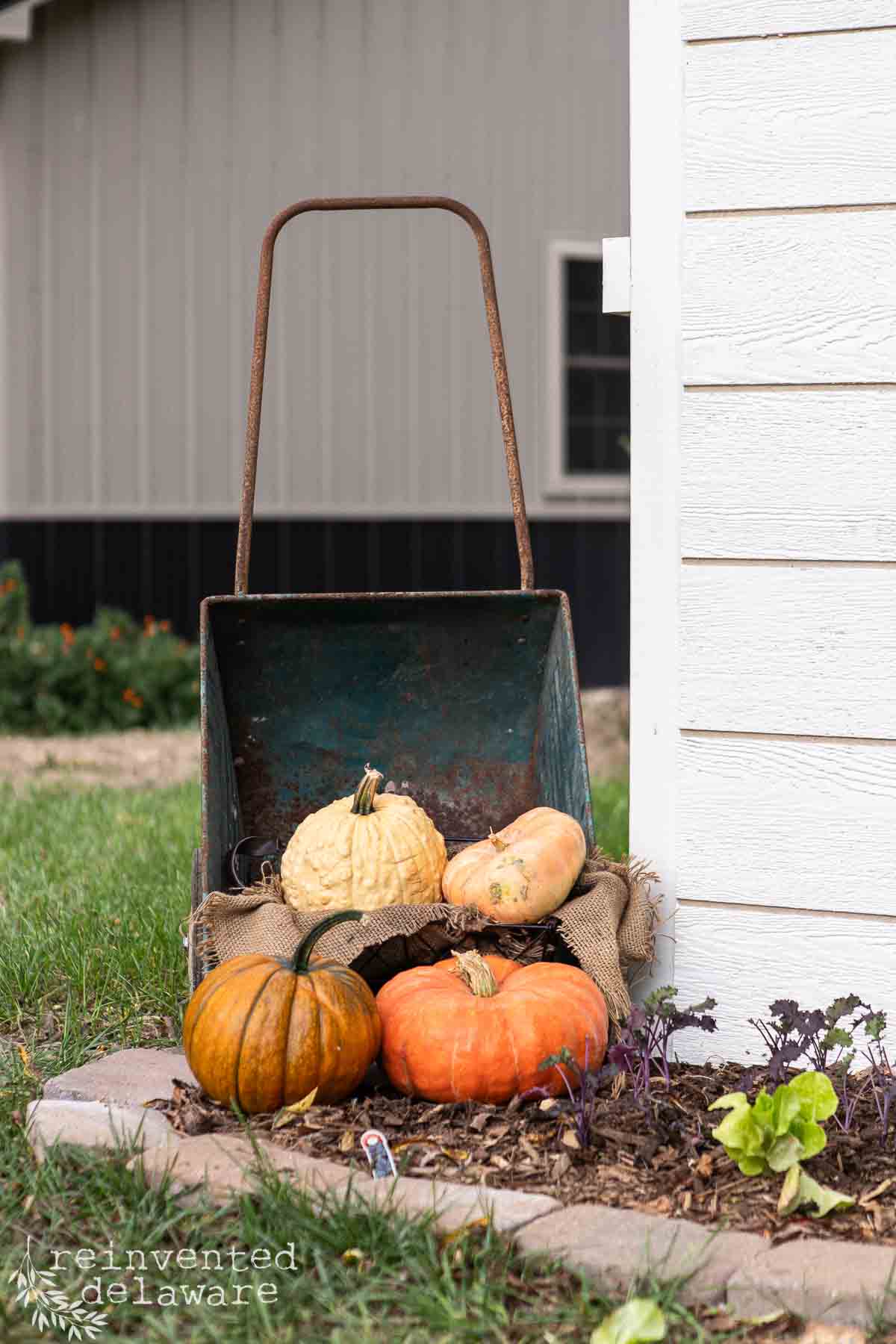 A vintage metal wheelbarrow filled with various pumpkins and gourds is placed near the corner of a building. The pumpkins vary in size and color, sitting atop burlap fabric. The background includes part of a garden and another building.