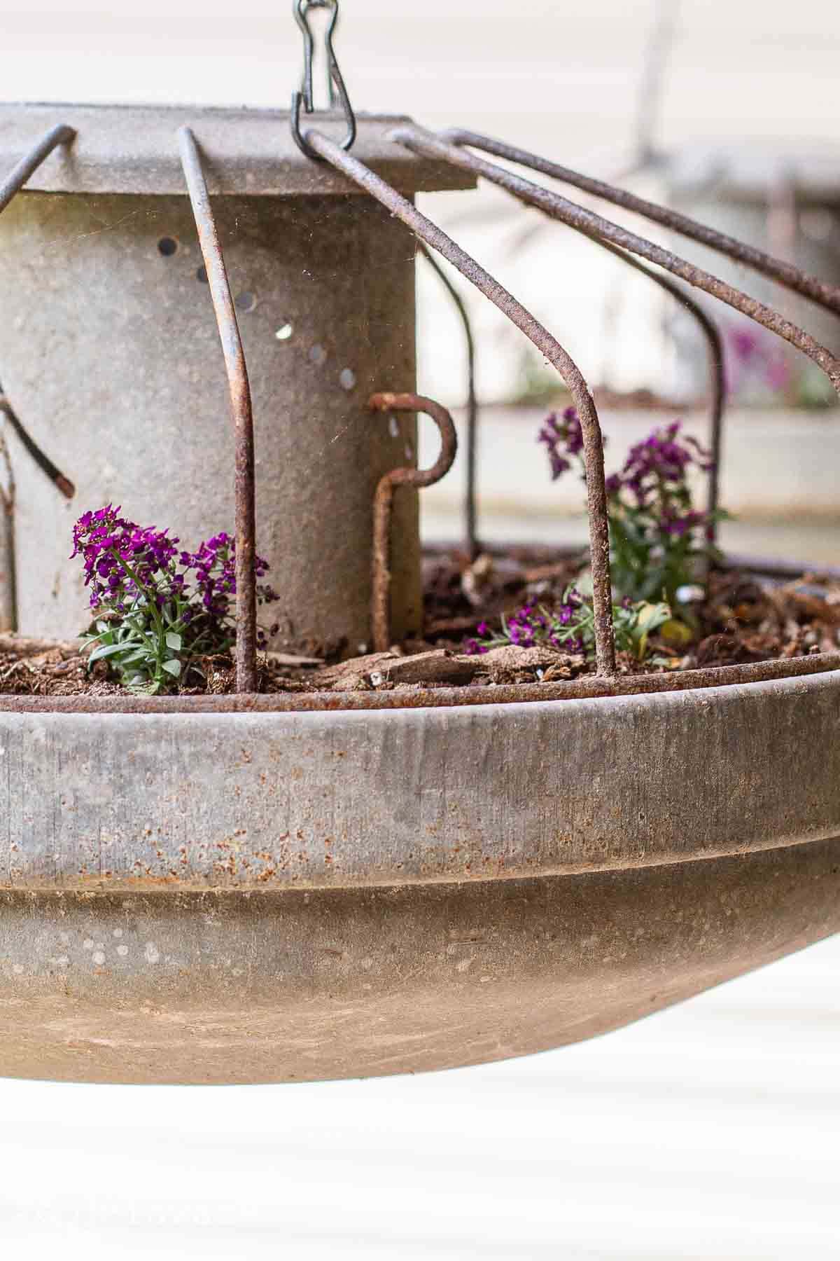 A vintage metal hanging planter made from a galvanized chicken feeder with a rusted, cage-like design houses small purple flowers growing in soil, creating a rustic and charming garden display.