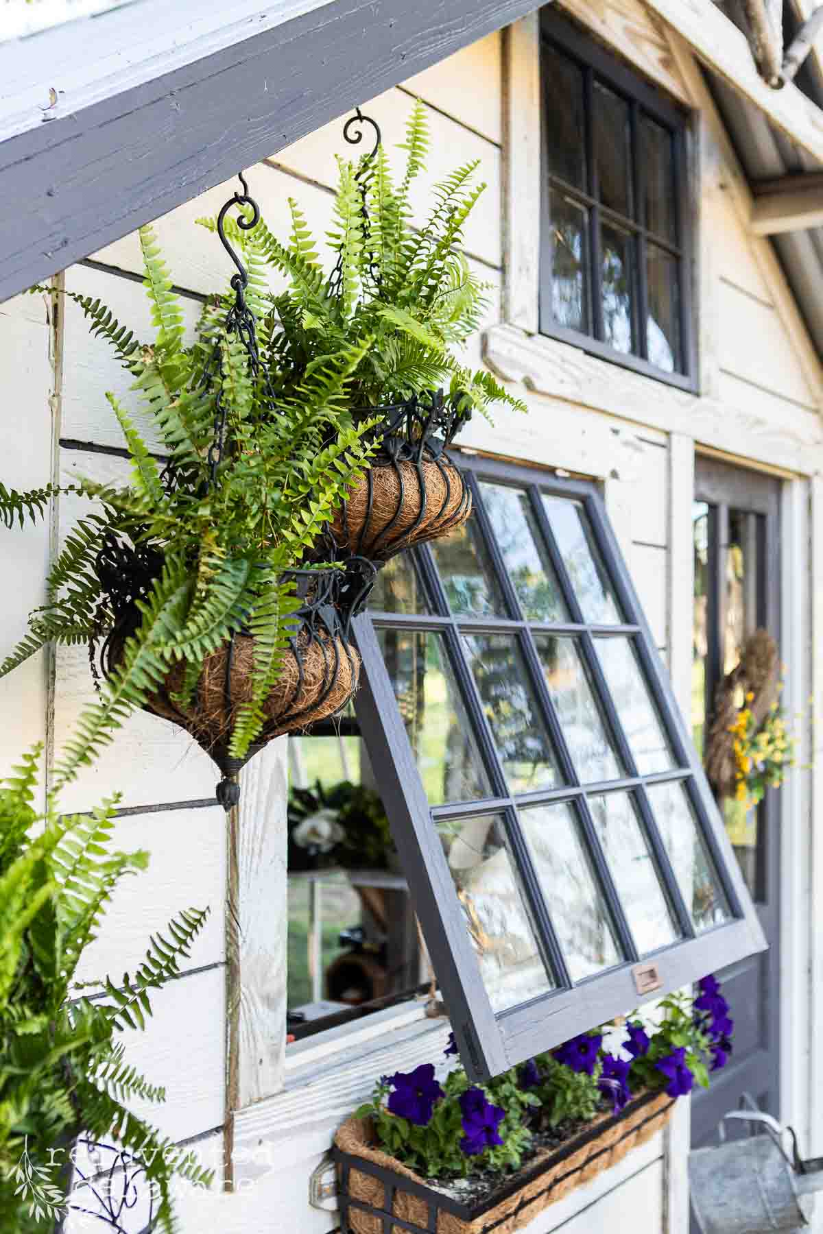Outdoor garden window with hanging fern baskets and vibrant purple flowers.