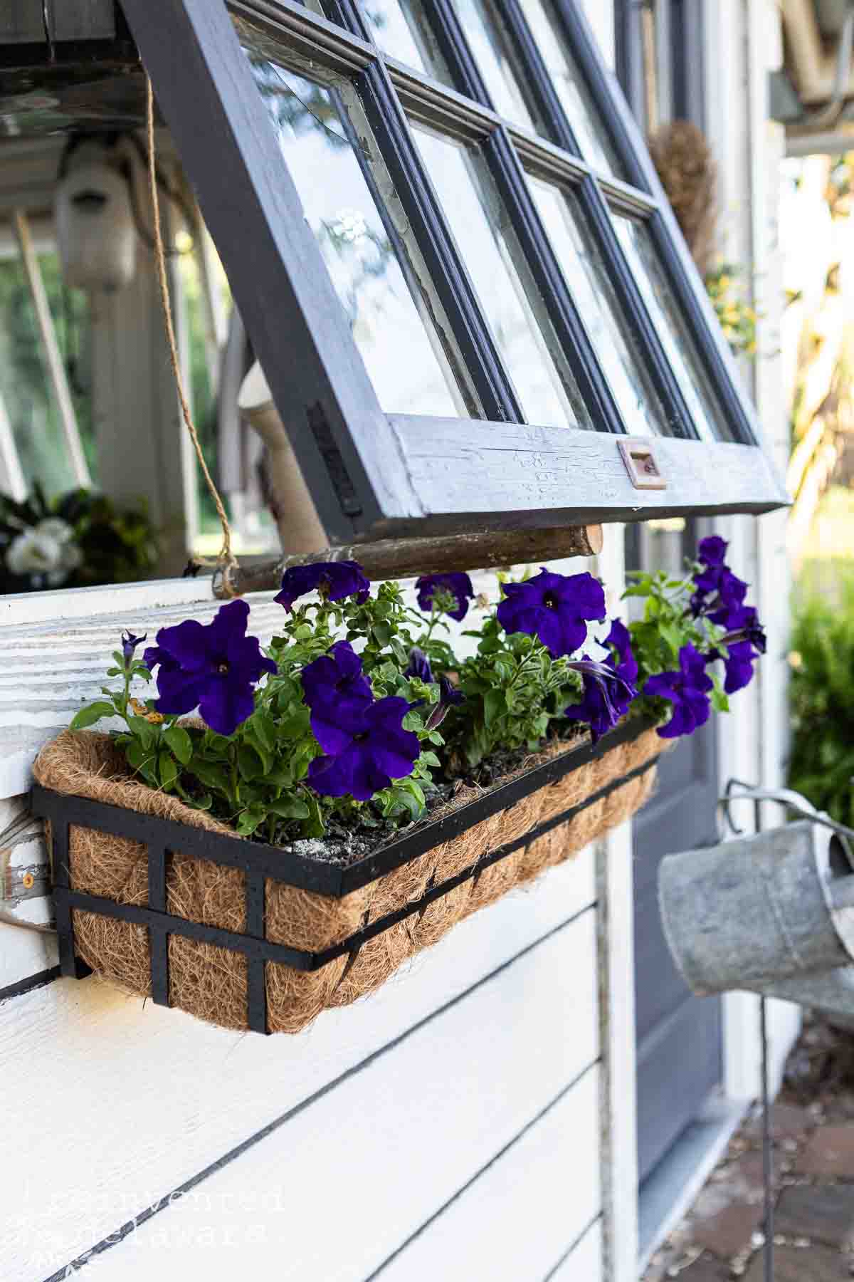 Window box with vibrant purple petunias on a white exterior wall.